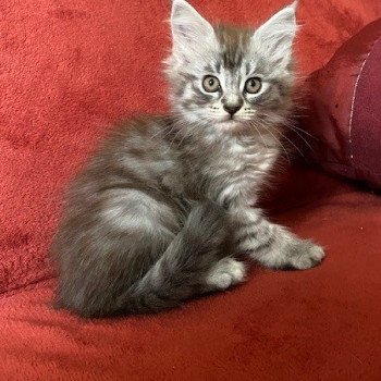 chaton Maine coon black silver blotched tabby CHATTERIE DES ROMANECOONS