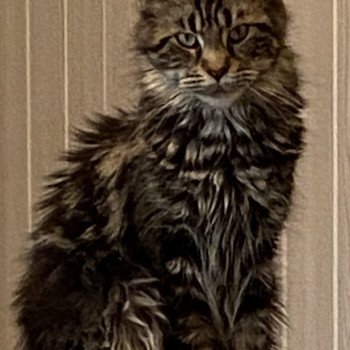 chat Maine Coon OPALE CHATTERIE ROMANECOONS