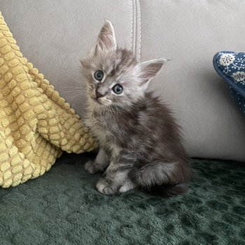 chaton Maine coon polydactyle black silver blotched tabby URBIN CHATTERIE DES ROMANECOONS
