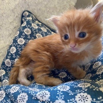 chaton Maine coon polydactyle red silver tabby URIEL CHATTERIE DES ROMANECOONS
