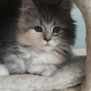 chaton Maine Coon ROMY CHATTERIE ROMANECOONS
