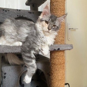 chat Maine coon blue tortie & blanc ROMY CHATTERIE ROMANECOONS