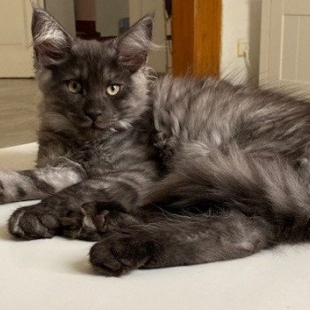 chaton Maine Coon black silver tabby RUBEN CHATTERIE ROMANECOONS