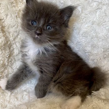 chaton Maine coon blue smoke & blanc SCOTTY CHATTERIE ROMANECOONS