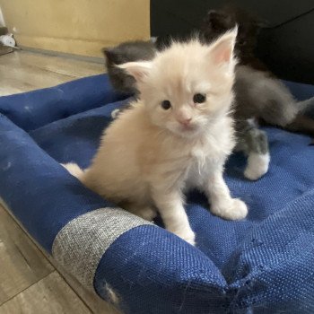 chaton Maine coon cream smoke SNOOPY DES ROMANECOONS CHATTERIE ROMANECOONS
