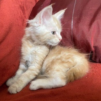 chaton Maine coon red blotched tabby TEDDY CHATTERIE DES ROMANECOONS