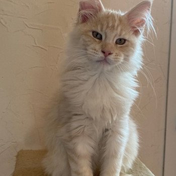 chaton Maine coon red blotched tabby TEDDY CHATTERIE DES ROMANECOONS