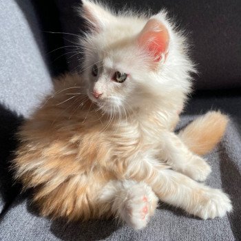 chaton Maine coon red smoke TOPAZE CHATTERIE DES ROMANECOONS