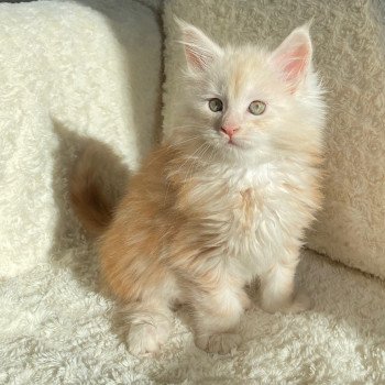 chaton Maine coon red smoke TOPAZE CHATTERIE DES ROMANECOONS