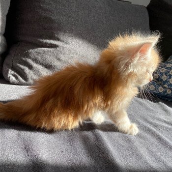 chaton Maine coon red tabby TOSCANE CHATTERIE DES ROMANECOONS