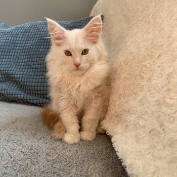 chaton Maine coon cream smoke URKAN CHATTERIE DES ROMANECOONS