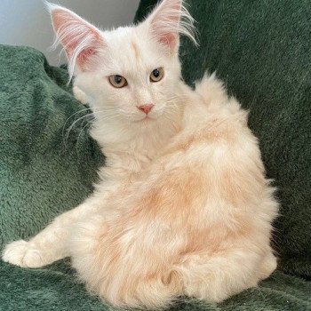 chaton Maine coon cream silver tabby URKAN CHATTERIE DES ROMANECOONS