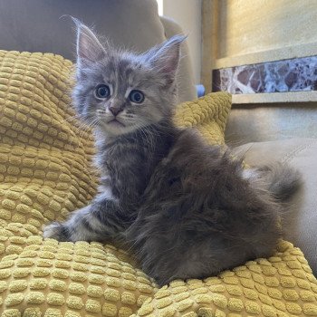 chaton Maine coon blue tortie blotched tabby URSULA CHATTERIE DES ROMANECOONS